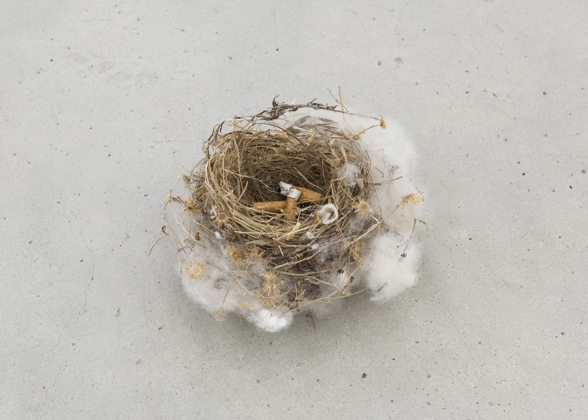 Ariel Schlesinger, Untitled (nest), 2017, Bulbul nest, cigarette buds, variable dimensions