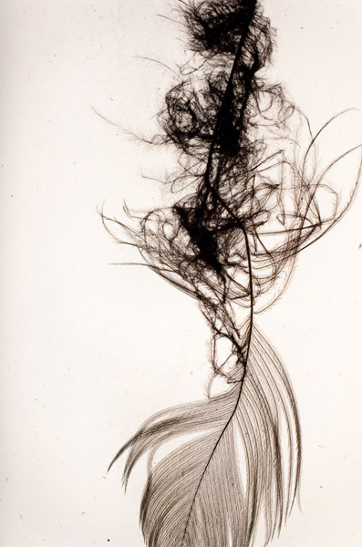 Penas (Feather), detail, series of 20 prints, each 60 x 40 cm, 2010