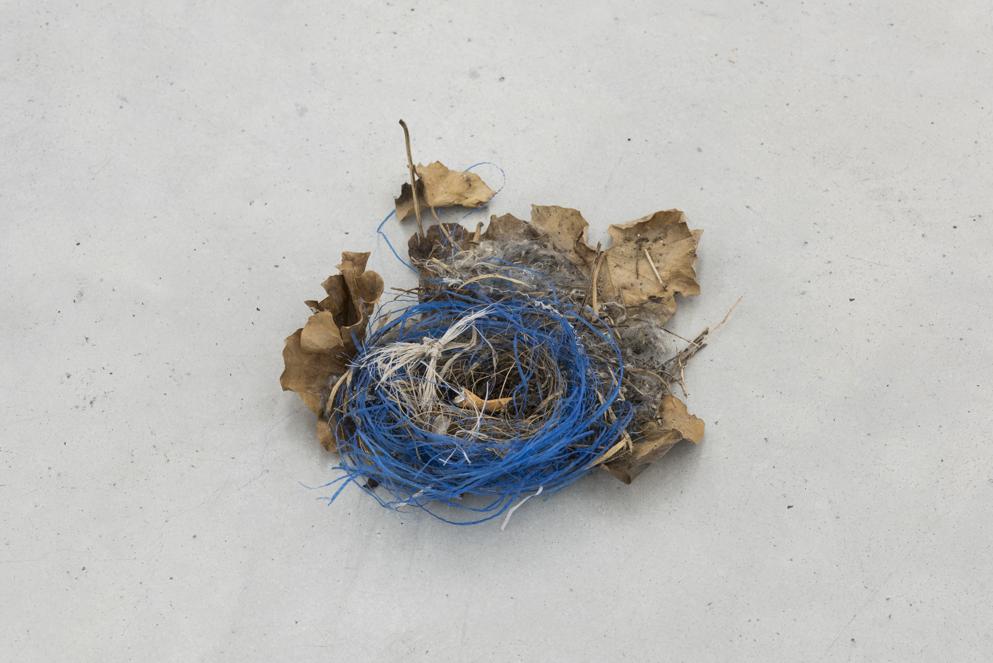 Ariel Schlesinger, Untitled (nest), 2017, bird nest, cigarette buds, variable dimensions